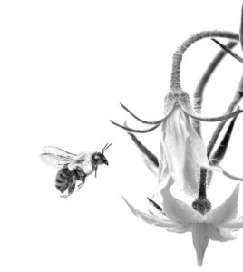 bumblebees pollinating tomato plant
