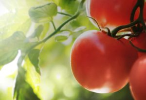 Brighthouse Organics Vine Ripened Tomato