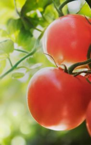 Brighthouse Organics Vine Ripened Tomato